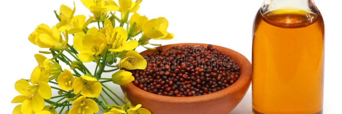 mustard-flowers-seeds-oil-over-white-background-50069406