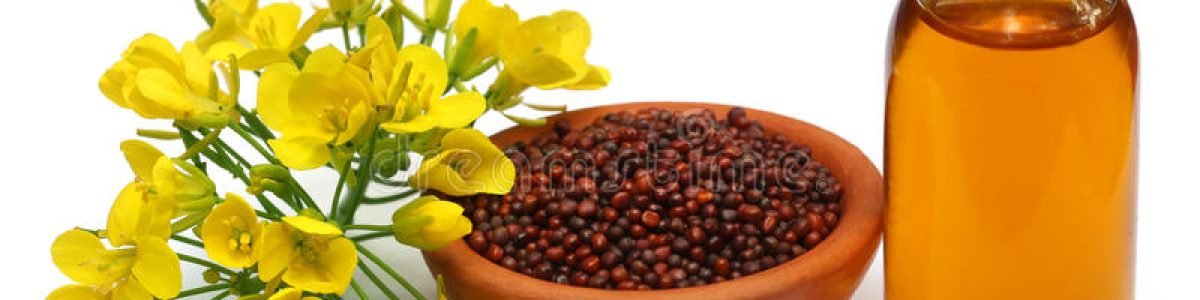 mustard-flowers-seeds-oil-over-white-background-50069406